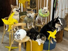 -柴迷FANS CLUB·柴犬狗咖·猫咖