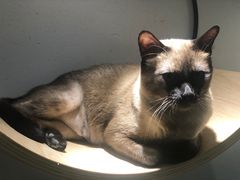 -飞行喵MR PILOT|猫舍·猫咖(静安大融城店)