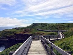 -企鹅岛