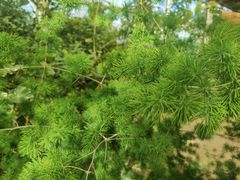 -石家庄市植物园