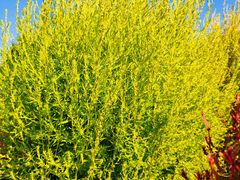 -春花秋色城市公园