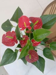 -薇兰专业脱毛连锁机构