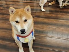 -豆柴町-柴犬主题狗咖(红鼎国际C座店)