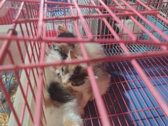 -棒棒糖量贩式KTV