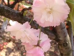 iphone_upload_pic-高东镇樱花园