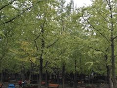 -神仙树公园