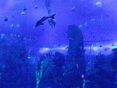 -石家庄极地海洋世界