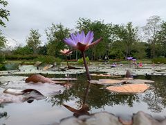-中国科学院西双版纳热带植物园