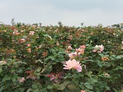 -嘉北郊野公园
