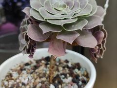 -沪上阿姨·精选茶饮(燕郊富地广场店)