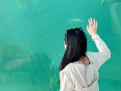 -广东惠东海龟国家级自然保护区