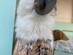-怪兽屋·羊驼·猫咖·狗咖(俊华广场店)