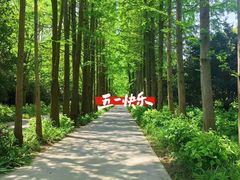 -上海滨江森林公园