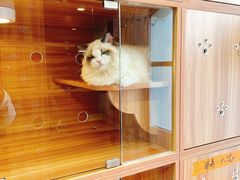 -猫十亿·布偶金渐层·曼基康矮脚猫舍(青年路店)