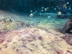 -迪拜水族馆及水下动物园