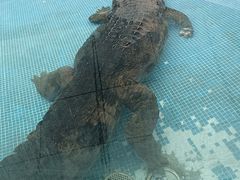 -广州长隆飞鸟乐园
