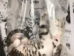 -宠颐生宠物医院外科·内科·皮肤科·影像科(石龙店)