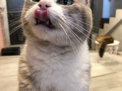 -猫儿山۰猫主题餐厅