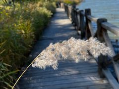 -野鸭湖国家湿地公园