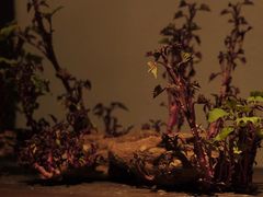 -凡人&庄阿姨的辣(万寿亭店)