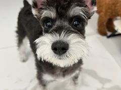 -FAELING PETS美天灵宠物(富力广场店)