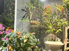 -桂林市花鸟市场