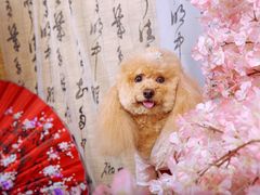 -超宠爱宠物摄影-Super pet