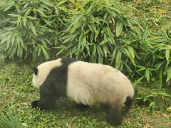 -武汉动物园