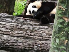 -卧龙中华大熊猫苑神树坪基地
