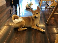 -豆柴町-柴犬主题狗咖(红鼎国际C座店)