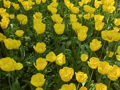 -洛阳郁金香牡丹园