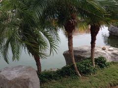 -三亚亚龙湾凯莱仙人掌度假酒店