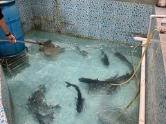 -鱼神·脆肉鲩 全鱼宴(西乡店)