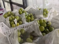 -马陆小张葡萄园农家乐