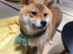 -逗柴咖啡屋·狗咖猫咖宠物桌游
