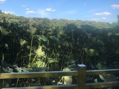 -长春市南湖公园