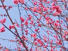 -重庆彩云湖湿地公园