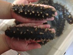 肉质有弹性，非常好！-晓芹海参(榆树店)