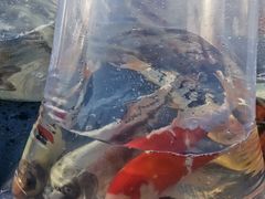 -中环花鸟鱼虫市场