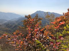 -大岭沟猕猴桃谷风景区