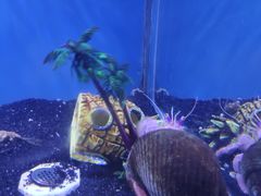 -芜湖新华联大白鲸海洋公园