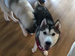 -Husky Go! 哈士奇体验馆·宠物咖啡厅狗咖