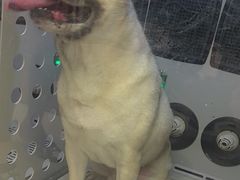-FAELING PETS美天灵宠物(富力广场店)
