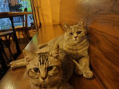 -猫岛主趣味餐厅(鼓浪屿店)