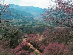 -新建村梅花