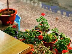 -白老大羊杂碎稍麦