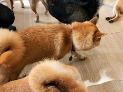 -柴犬高等学院·狗咖·柴犬售卖·宠物训练