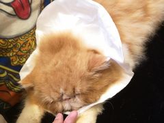 -more than meow吴止猫主题餐厅(承德 中船汇店)