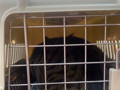 -BABIT巴比特宠物(MOMOPARK店)