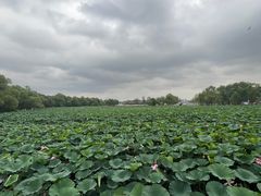 -长春市南湖公园